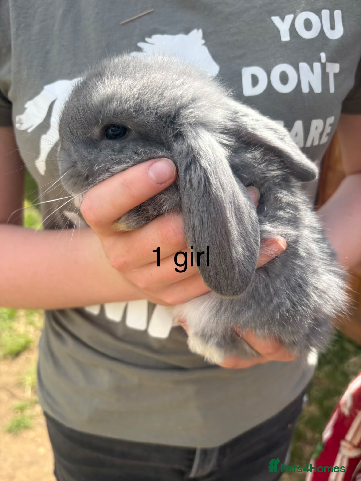 French Lop rabbits Beautiful French lops - Advert 1