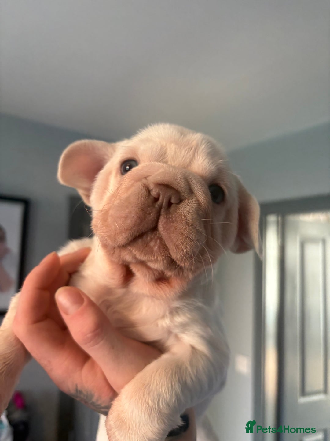 French Bulldog dogs for sale: Two French bulldogs  ** s - Image 6