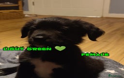 Mixed Breed dogs for sale: Portuguese water dog x Golden retriever puppies  - Image 5