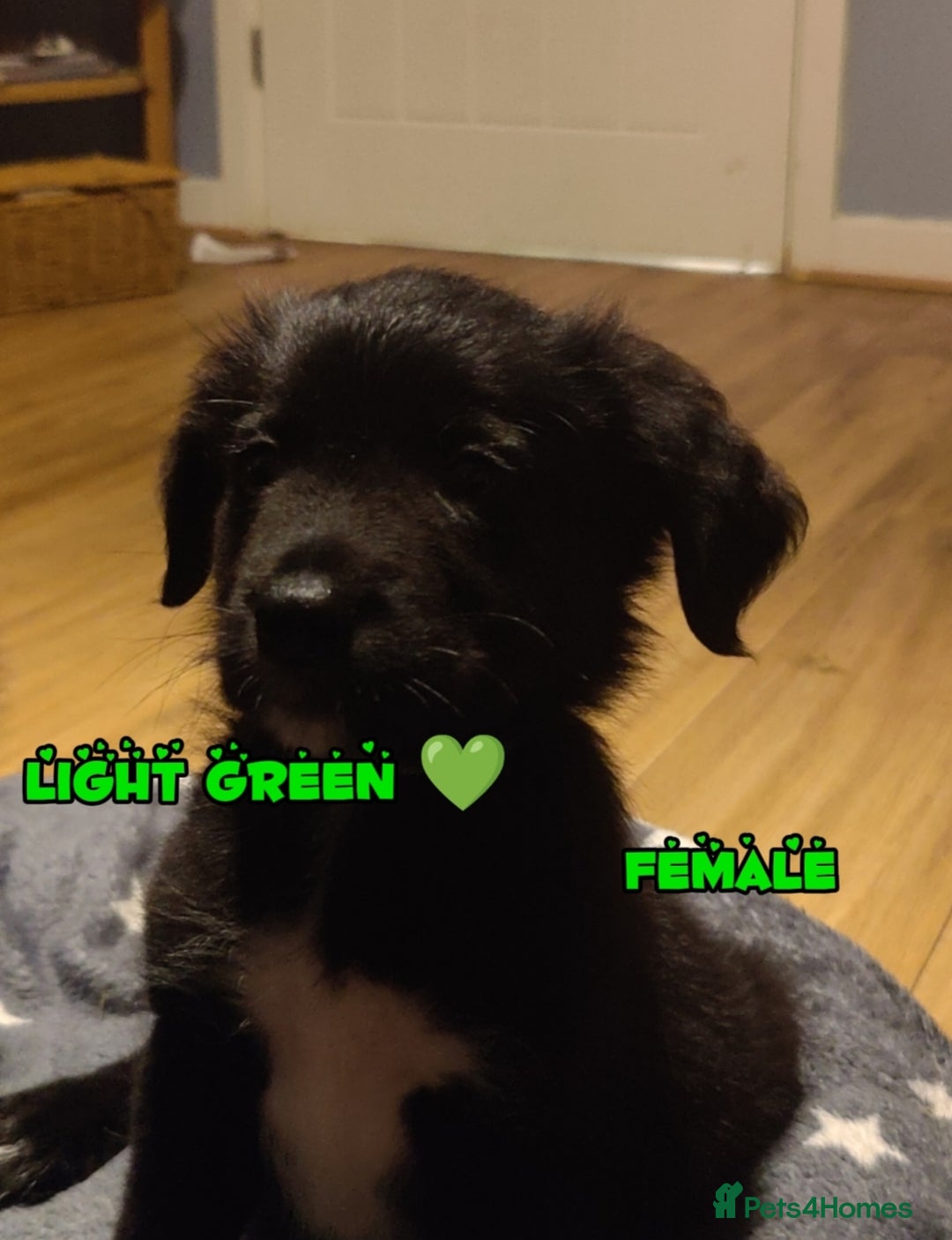 Mixed Breed dogs for sale: Portuguese water dog x Golden retriever puppies  - Image 5