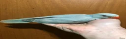 Parrots birds for sale: Super friendly Indian talking Ringneck parrot  - Advert 9