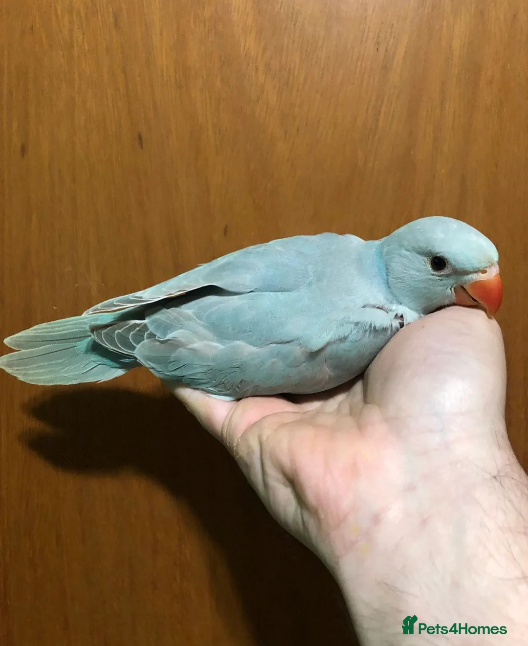 Parrots birds for sale: Super friendly Indian talking Ringneck parrot  - Advert 9