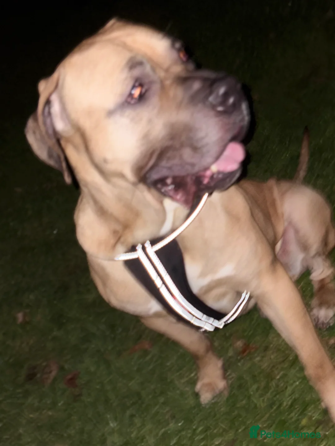 Presa Canario dogs for stud: Presa canario available for stud!!!😁 - Advert 4