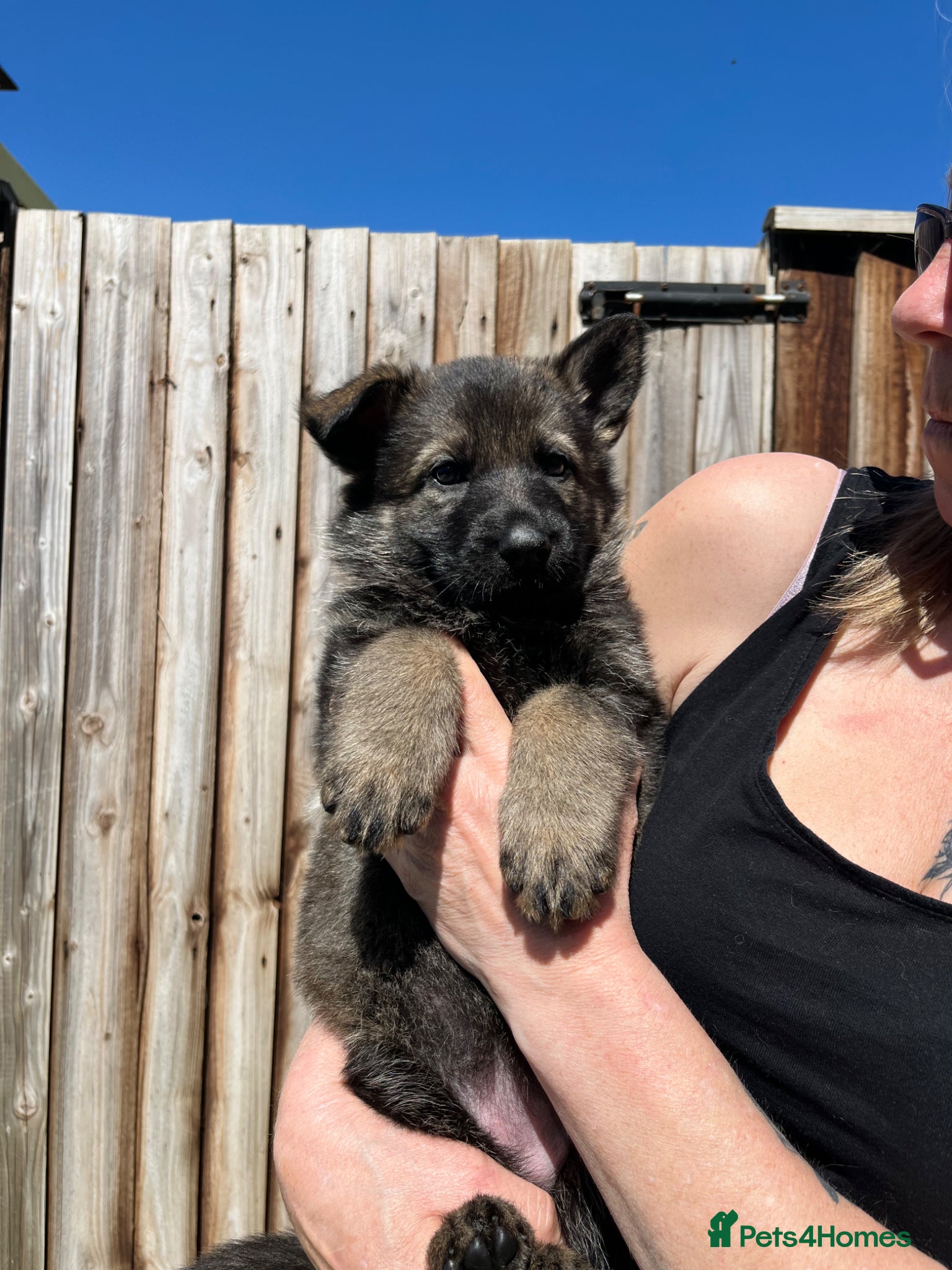 German Shepherd dogs Gorgeous German Shepherd puppies, 8 wks 17th May❤️ - Advert 3
