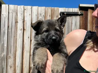 German Shepherd dogs Gorgeous German Shepherd puppies, 8 wks 17th May❤️ - Advert 3