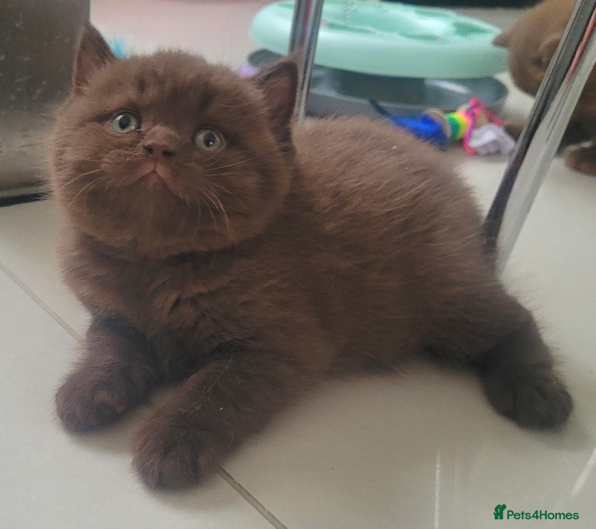 British Shorthair cats Show Quality British Shorthair kittens  - Advert 2