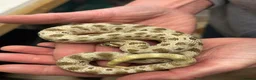 Snake reptiles for sale: Ten x Hog Nose Snakes Various Colour Morphs  in Swaffham - Advert 12