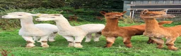Alpaca livestock for sale: Female alpacas  - Advert 1