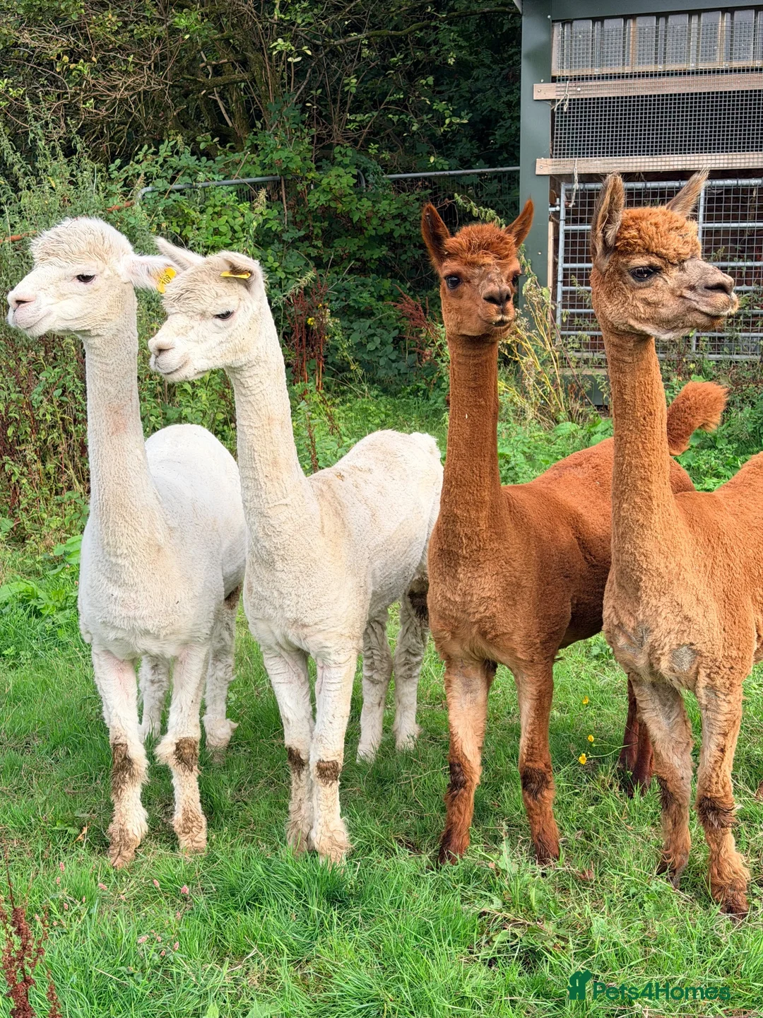 Alpaca livestock for sale: Female alpacas  - Advert 1