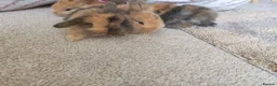 Mini Lion Lop rabbits for sale: Lop/ lion head baby bunnys  - Advert 17