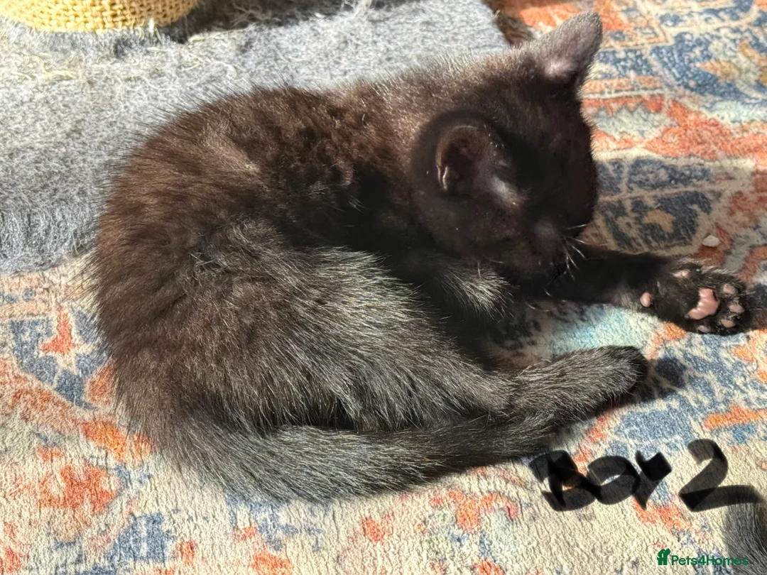 Mixed Breed cats for sale: Chocolate brown tabby kittens 🐱  - Advert 9