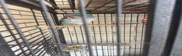 Parrots birds for sale: Female blue Quaker parrot  - Advert 1