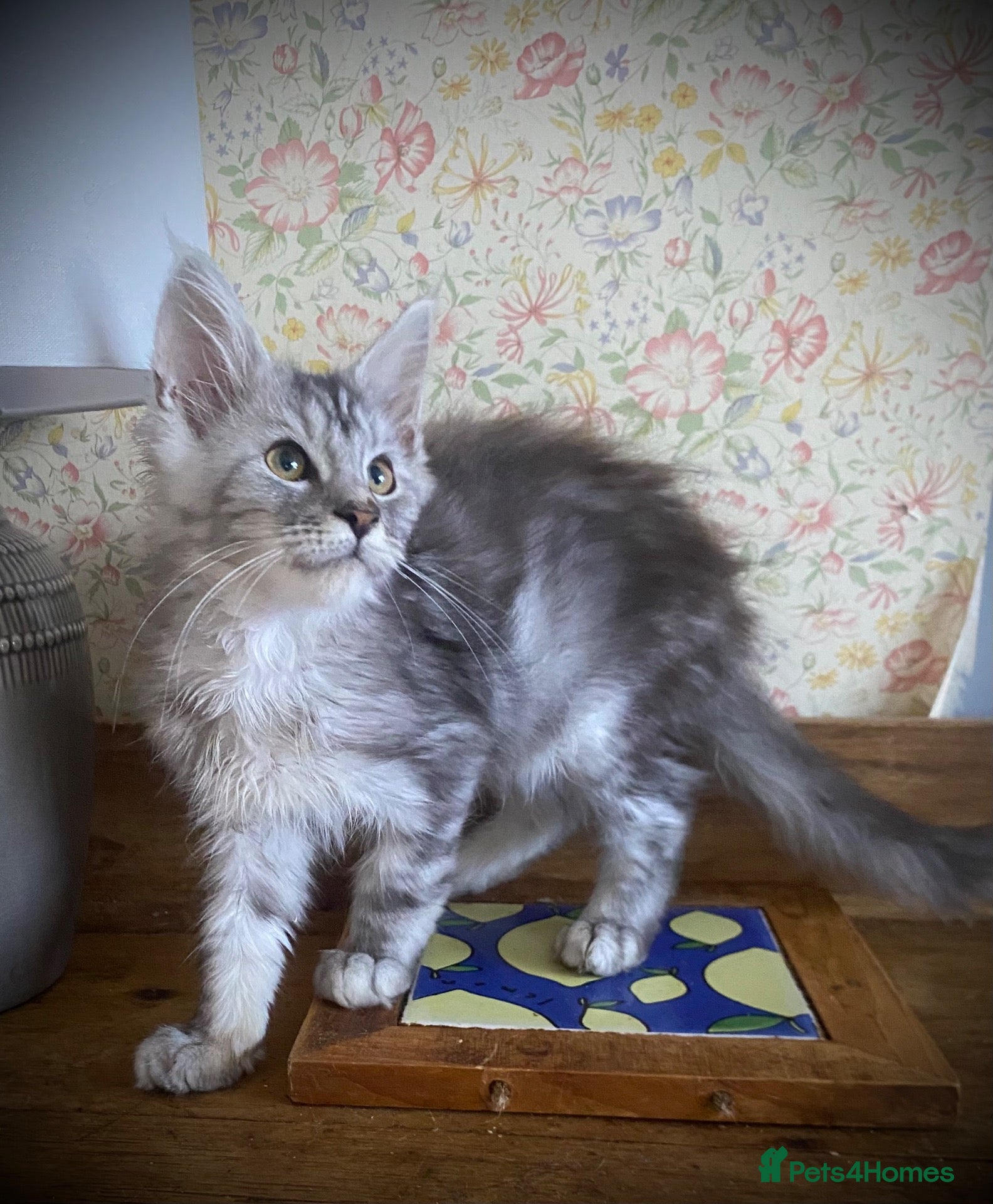 Maine Coon cats Full Russian lines Coon kittens Registered Parents - Advert 2