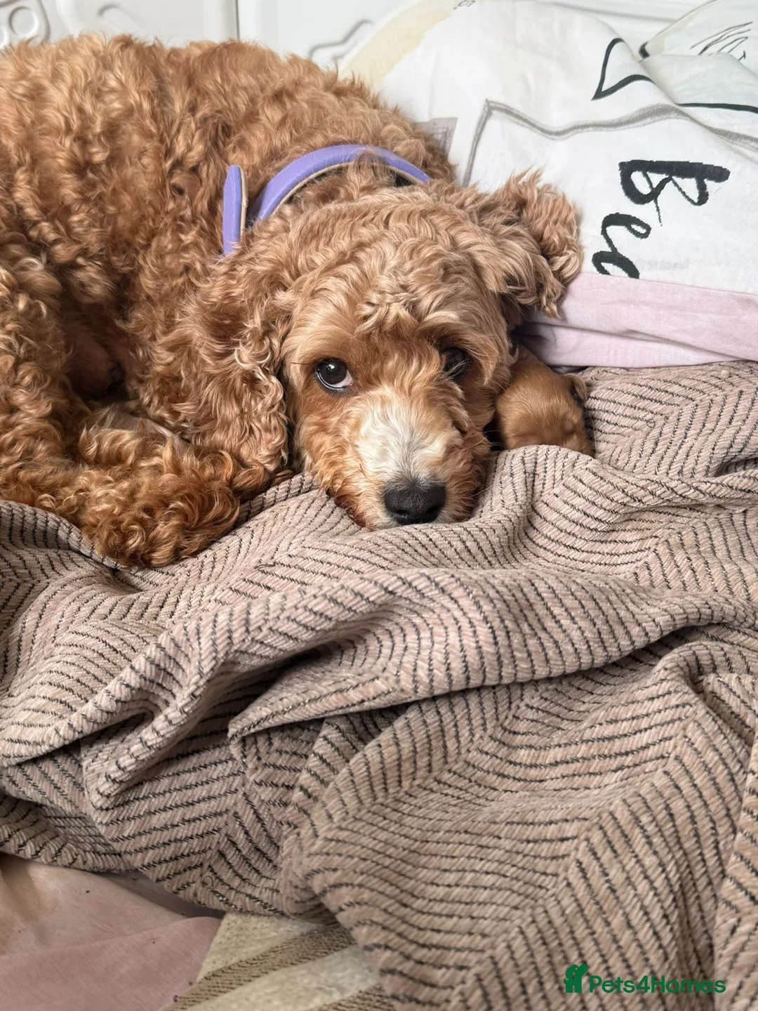 Cavapoo dogs for sale: F2 Cavapoos in Port Glasgow - Advert 2