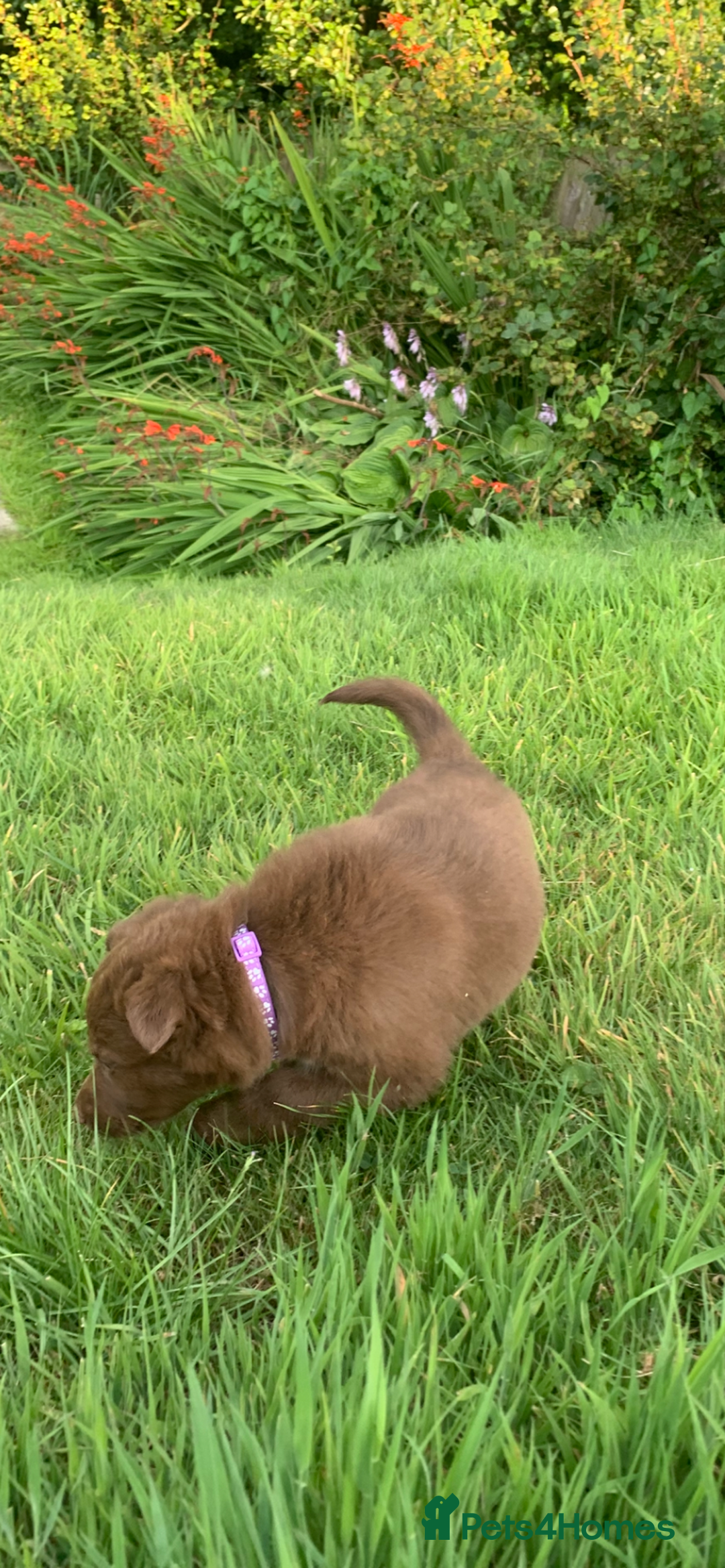 Border Collie dogs for sale: *7 Adorable Border collie pups* - Image 4
