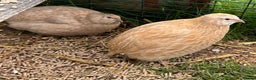 Quail poultry for sale: Beautiful Coturnix Quail  - Advert 3