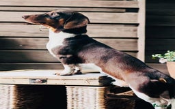 Miniature Dachshund dogs for sale: KC Miniature Dachshund - Image 8