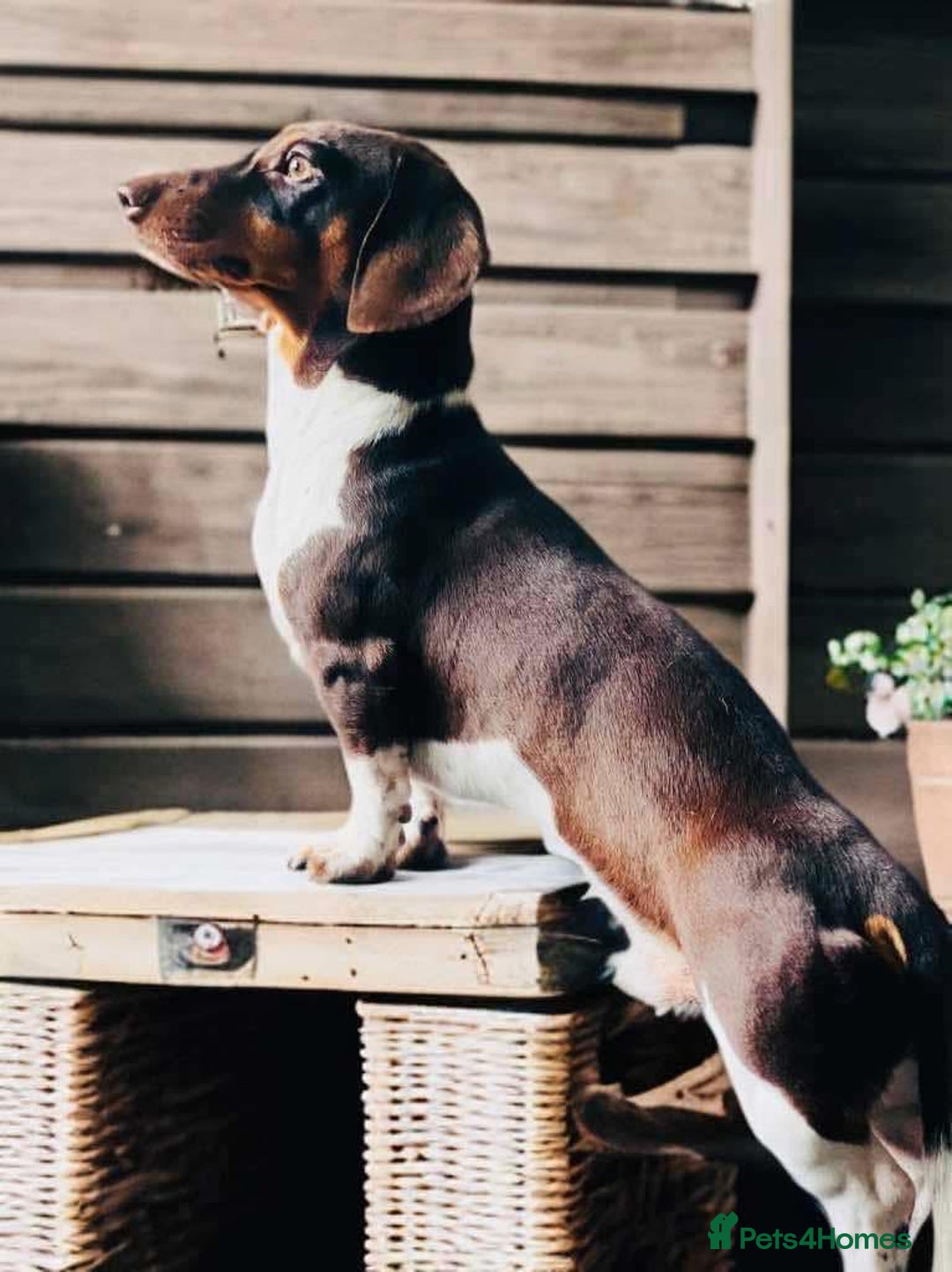 Miniature Dachshund dogs for sale: KC Miniature Dachshund - Image 8