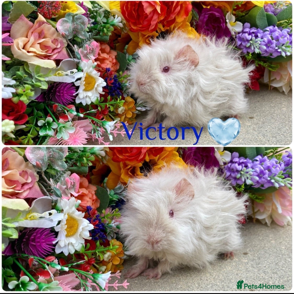 Guinea Pig rodents Pedigree Lunkarya Cali Guinea pigs ready now  - Advert 2