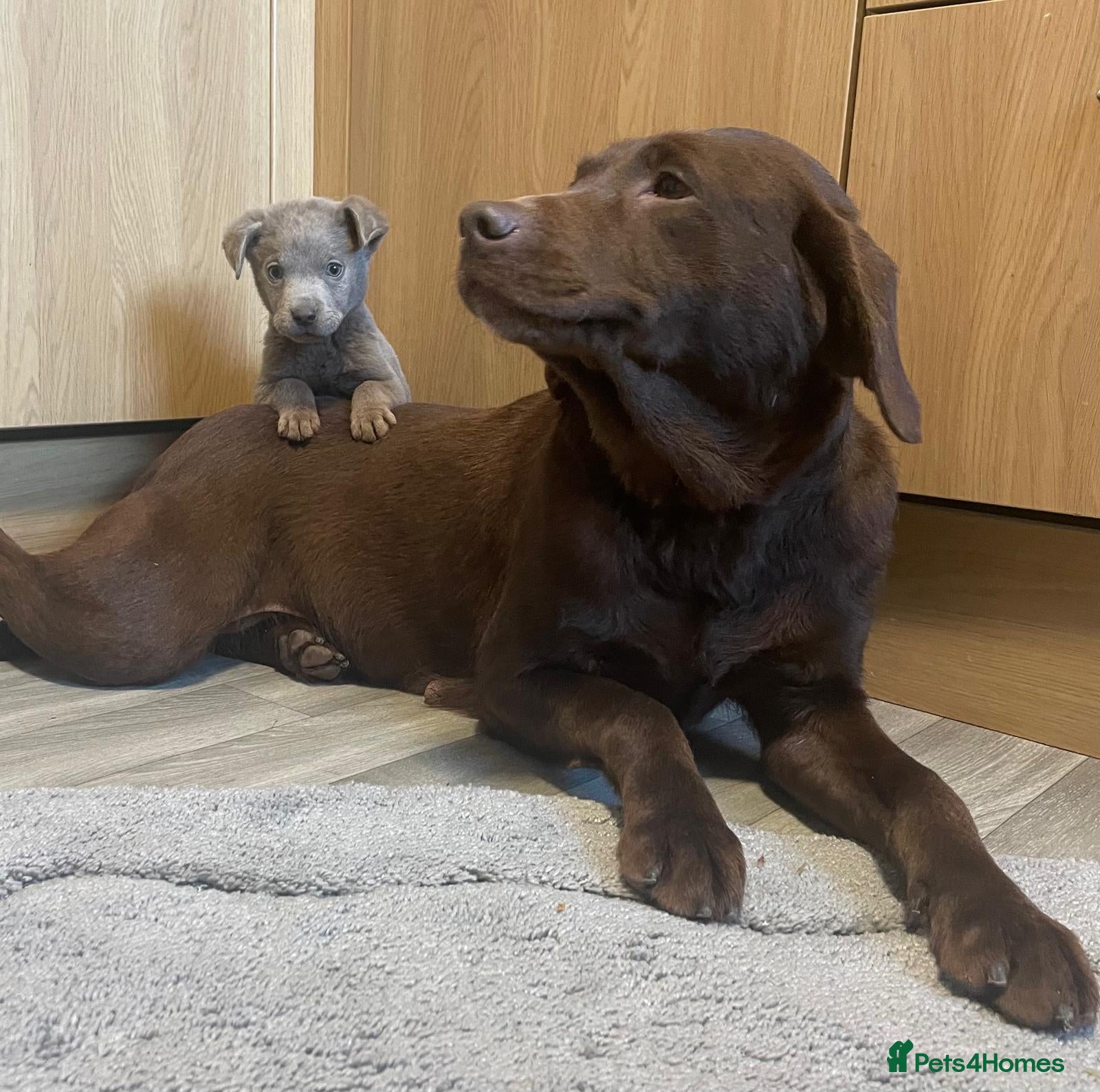 Labrador Retriever dogs Charcol male puppy  - Advert 1