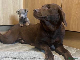 Labrador Retriever dogs Charcol male puppy - Advert 5