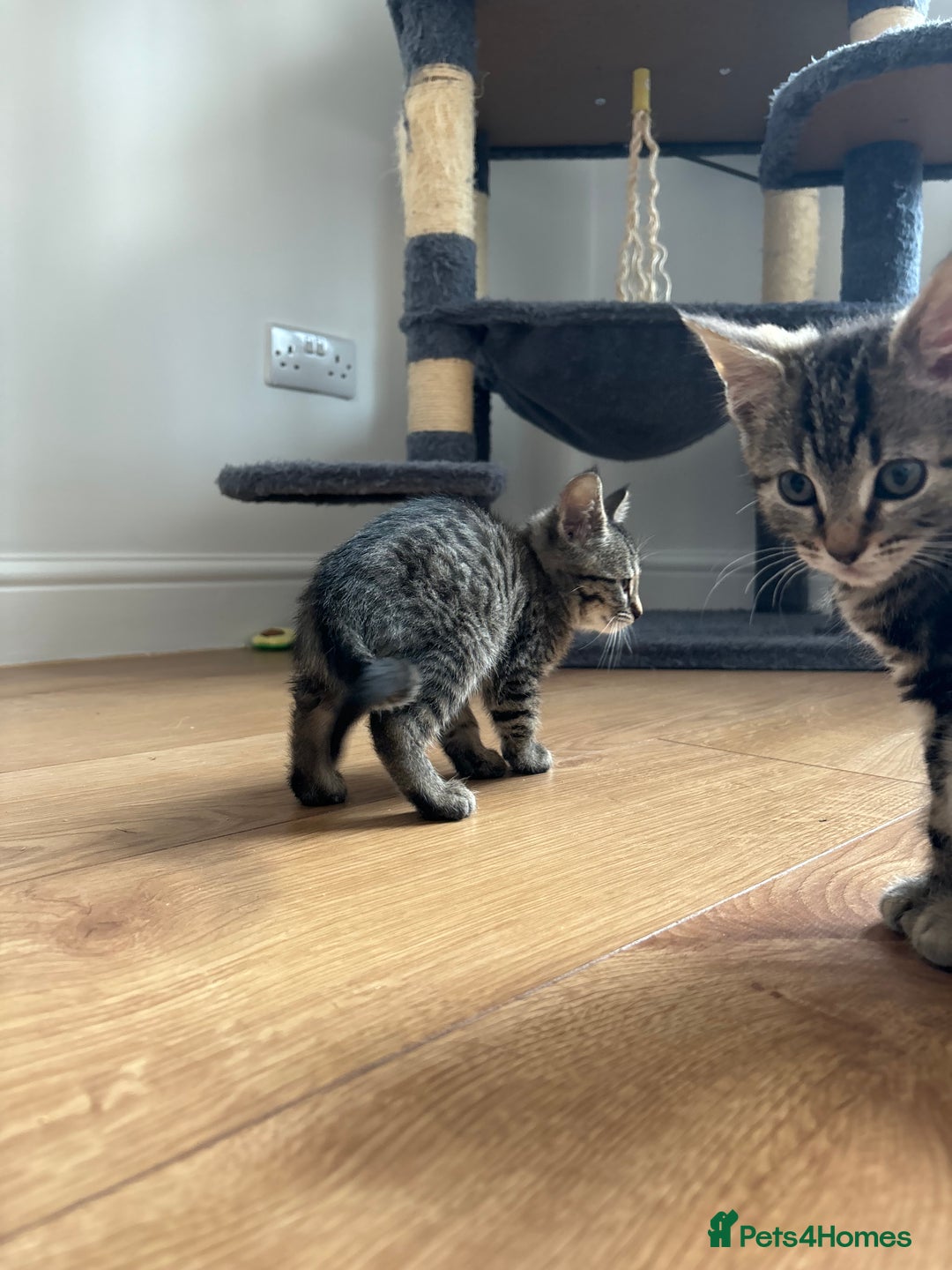 American Shorthair cats for sale: 🌟5 Adorable Kittens Ready For 4ever Home 🌟 - Advert 10