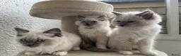 Ragdoll cats for sale: Blue Tortie Point Mitted Ragdoll Kittens in Haddington - Advert 10