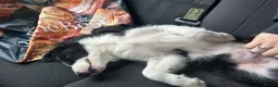 Border Collie dogs for sale: stunning old fashion collie boy - Advert 6