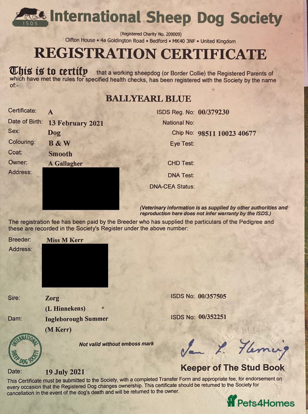 Border Collie dogs for stud: Border collie for stud - Advert 4