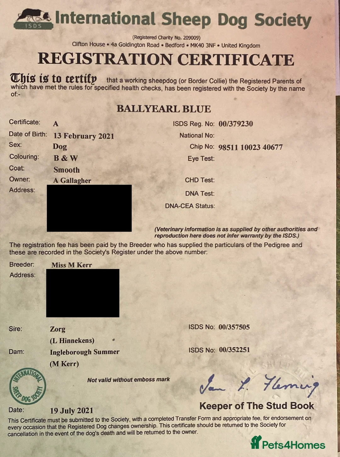 Border Collie dogs for stud: Border collie for stud - Advert 4