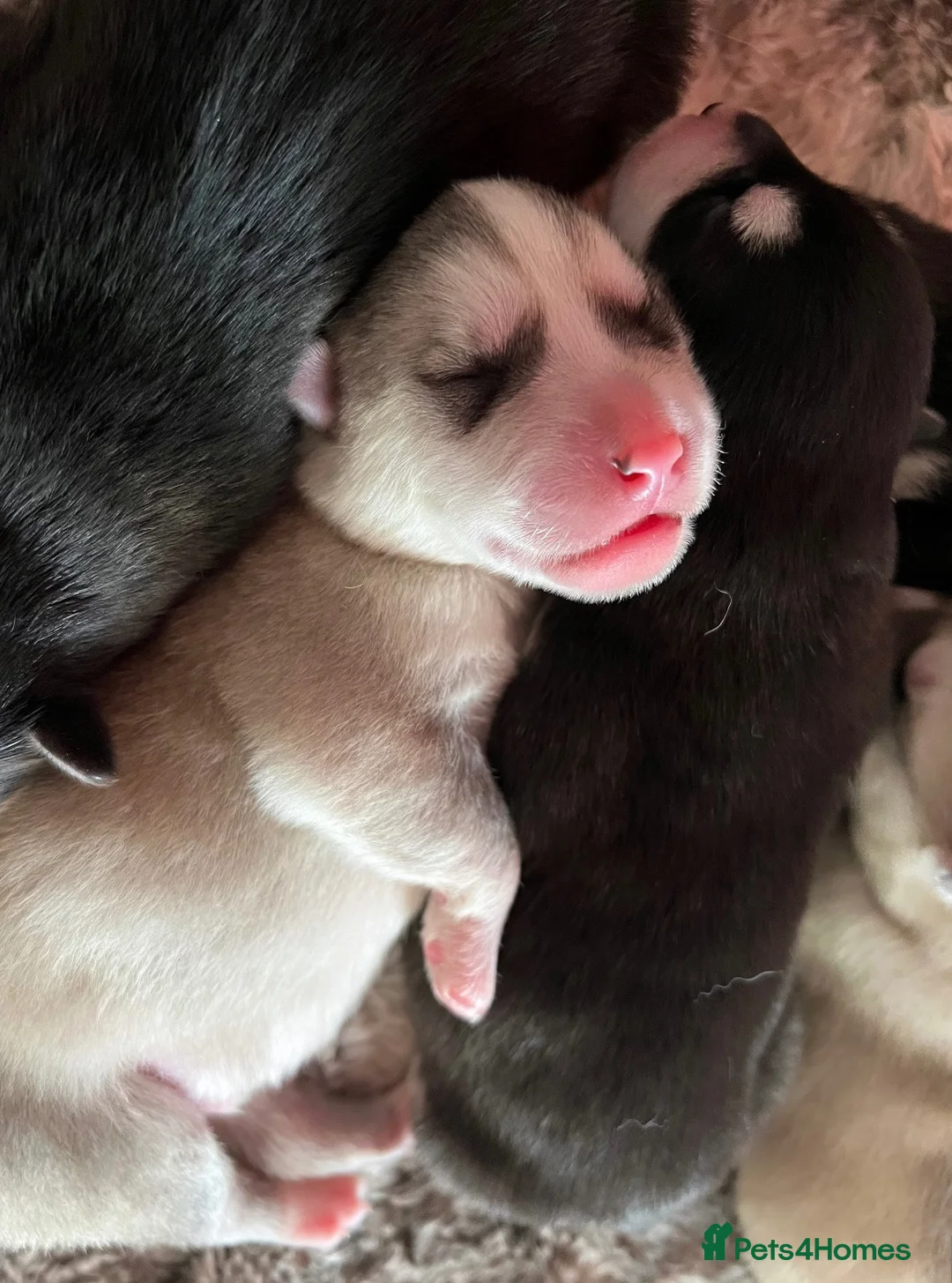 Alaskan Malamute dogs for sale: Beautiful Alaskan Malamutes Puppies For Sale - Advert 1