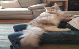 Maine Coon cats for sale: Pure bread maine coon kittens ready to go now  in Rochdale - Image 6