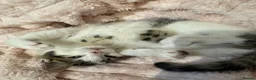 Mixed Breed cats for sale: 1 male and 1 female - Advert 1