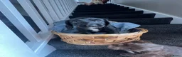 Cocker Spaniel dogs for sale: Cocker spaniel puppies - Advert 11