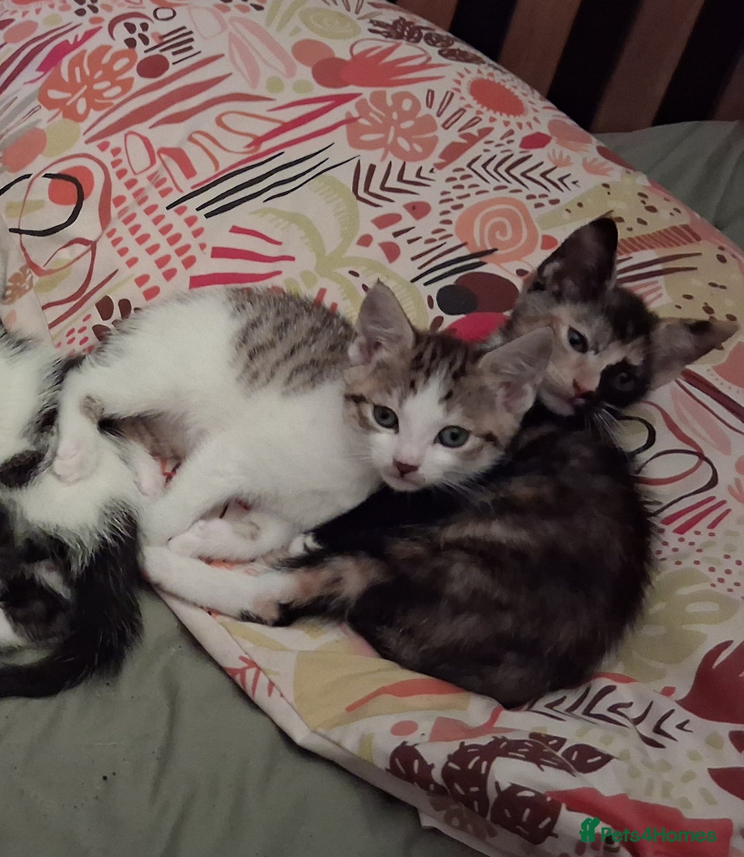 Domestic Shorthair cats for sale: 6 gorgeous mixed breed kittens - Advert 9