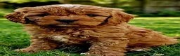 Cavapoo dogs for sale: Adorable F1 Cavapoo Puppies Available Now!!!!! - Advert 2