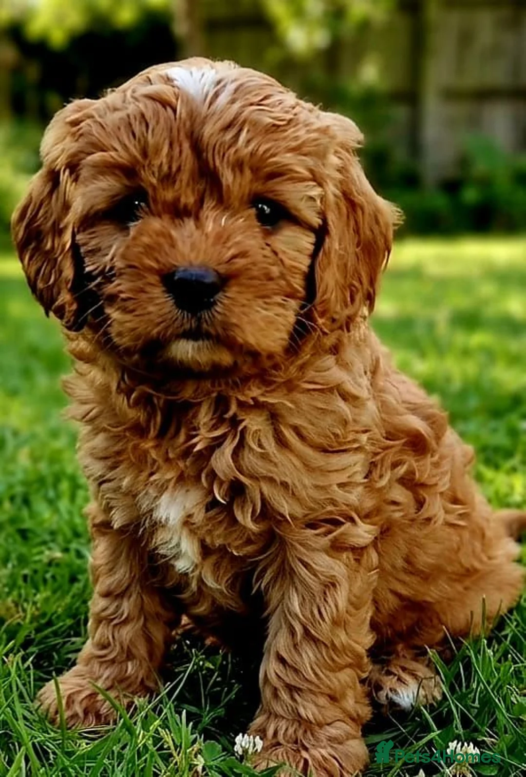 Cavapoo dogs for sale: Adorable F1 Cavapoo Puppies Available Now!!!!! - Advert 2