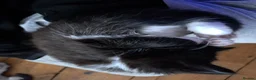 Mixed Breed cats for sale: Stunning mixed breed kittens - Advert 11