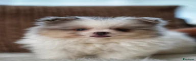 Pomeranian 1