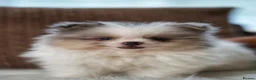 Pomeranian dogs for sale: Two adorable merle boys  - Advert 13