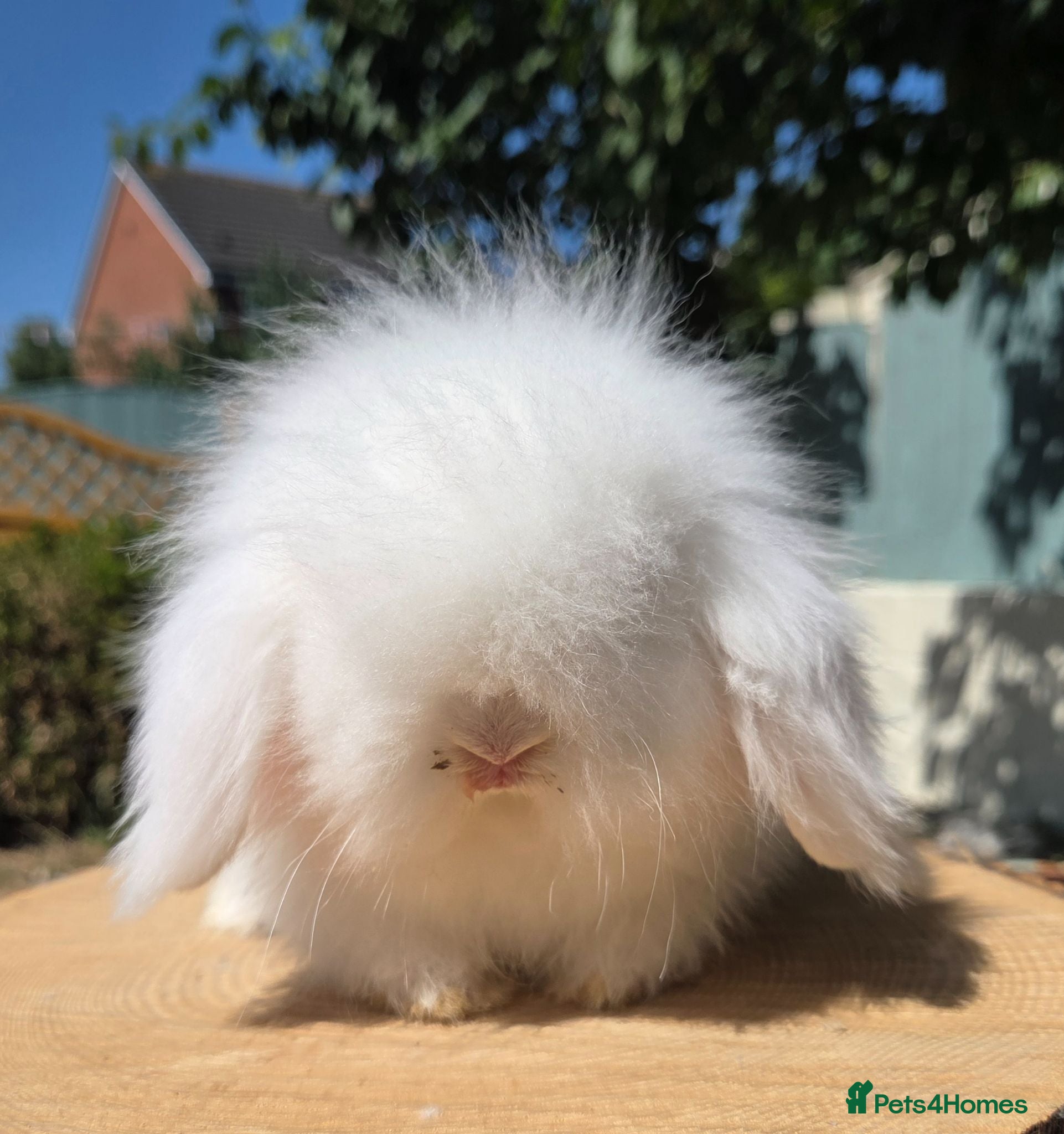 Angora rabbits Teddywidders ready to go now  - Advert 8