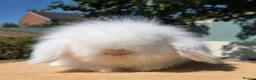 Angora rabbits for sale: Teddywidders ready to go now  - Advert 1