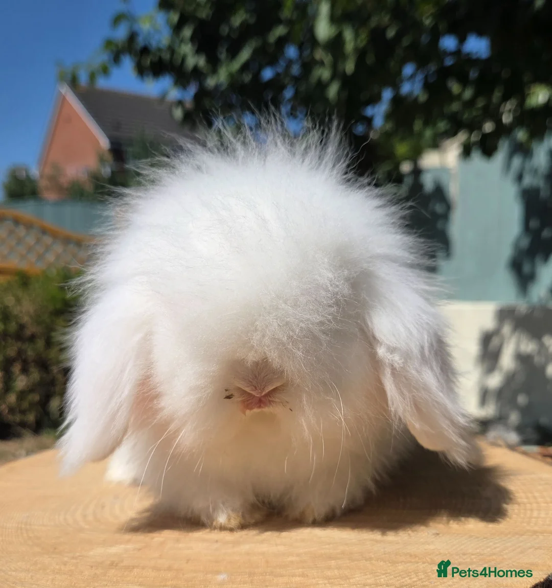 Angora rabbits for sale: Teddywidders ready to go now  - Advert 1