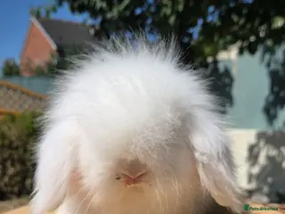 Angora rabbits Teddywidders ready to go now - Advert 8
