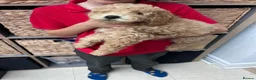 Mini Goldendoodle dogs for sale:  Minature Golden Doodles for sale 1 GIRL LEFT  - Advert 3