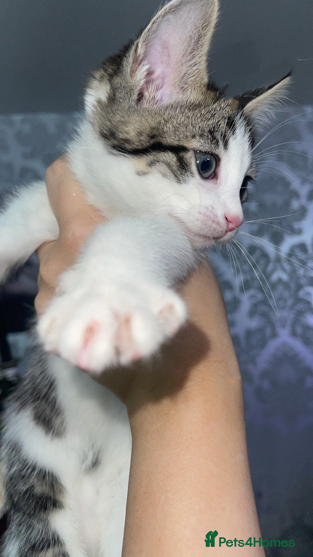 Bengal cats for sale: Stunning blue eye Bengal mix kittens  - Advert 6