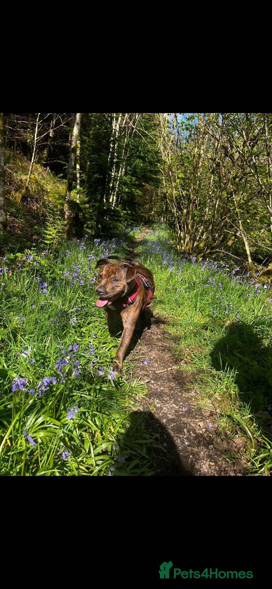 Staffordshire Bull Terrier dogs Mixed litter brindle and red  - Advert 1
