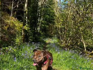 Staffordshire Bull Terrier dogs Mixed litter brindle and red - Advert 1