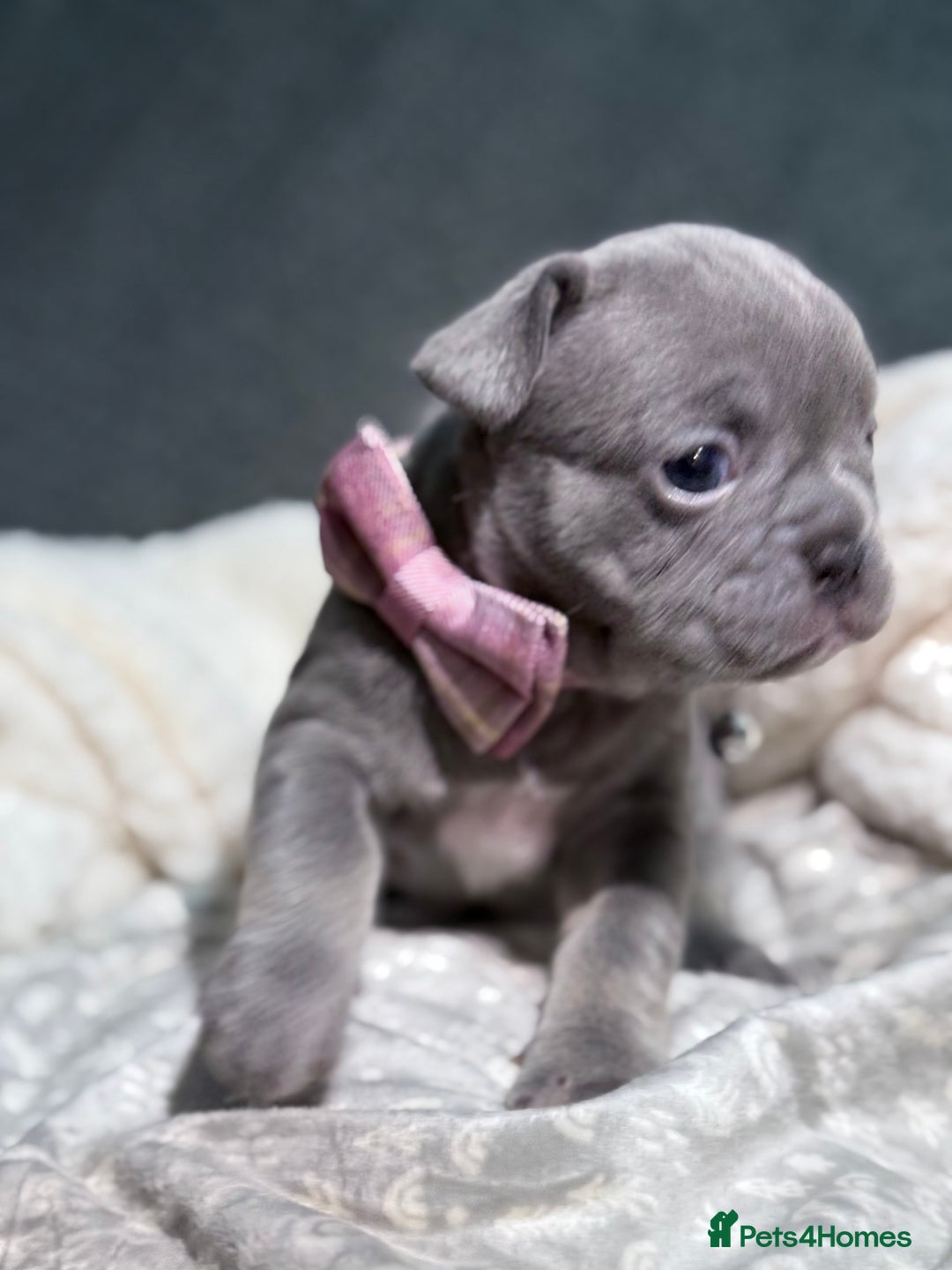 French Bulldog dogs for sale: French bulldog puppies for sale! - Advert 34