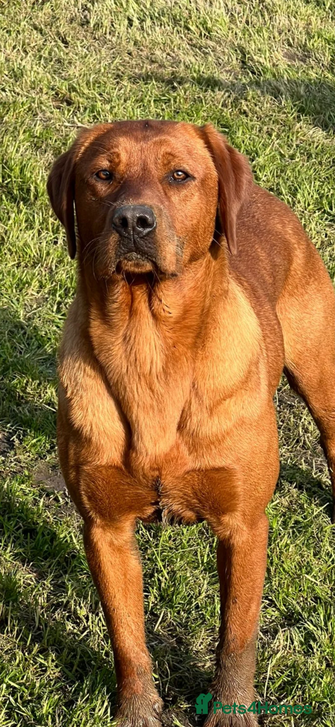 Labrador Retriever dogs for sale: Waiting list for February 24th fox red labs  - Advert 2